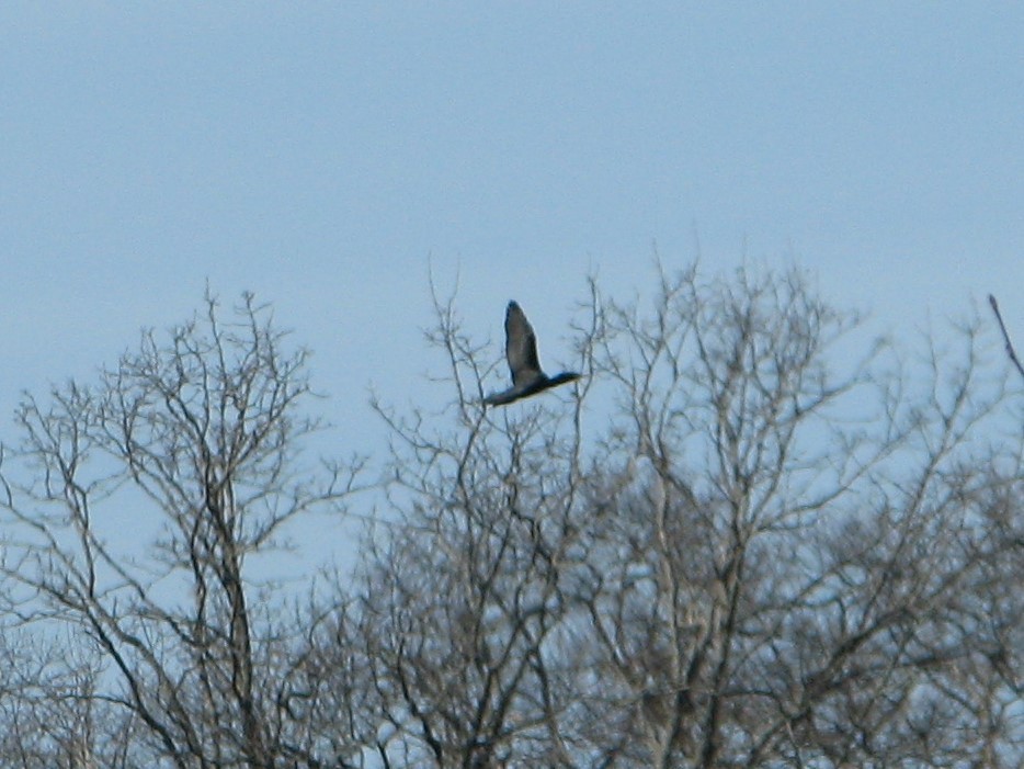 Double-crested Cormorant - Chris Martone