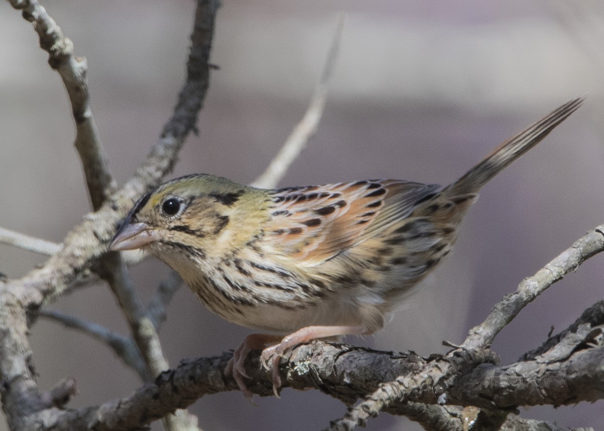 Henslow's Sparrow - ML147846451