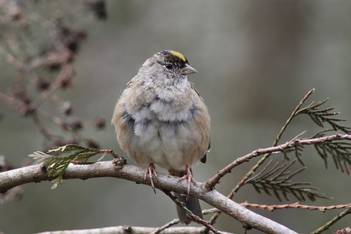 Golden-crowned Sparrow - ML147848371