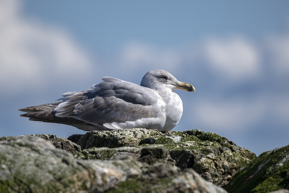 Glaucous-winged Gull - David Badke