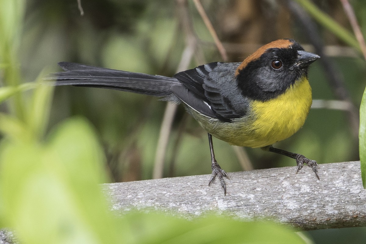 Yellow-breasted Brushfinch - Robert Lockett