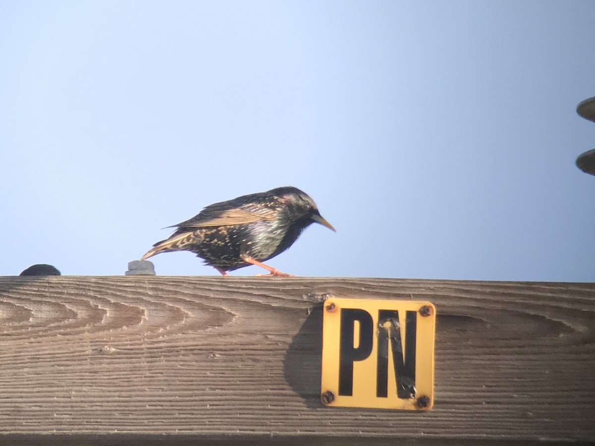 European Starling - ML147850631