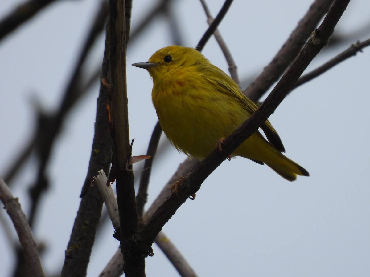 Yellow Warbler - Colby Neuman