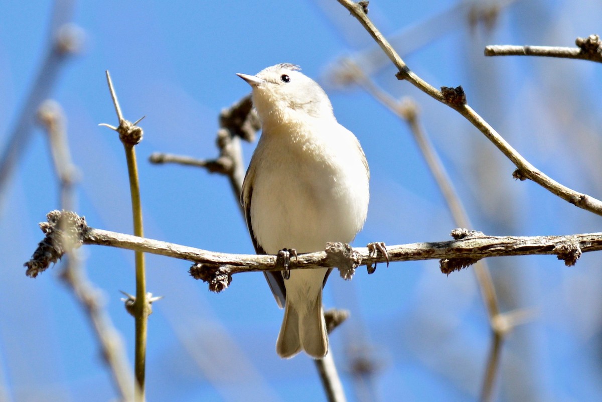 Lucy's Warbler - ML147851051