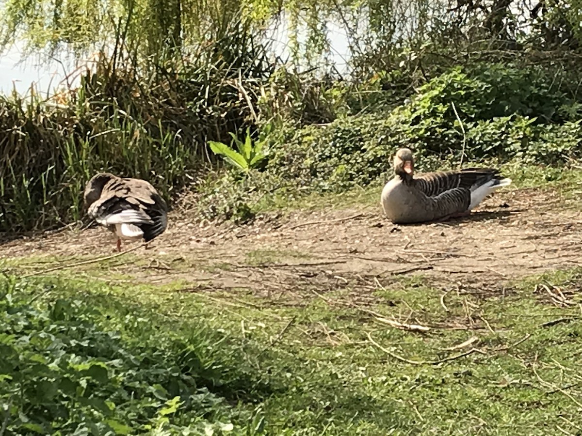 Graylag Goose - ML147852431