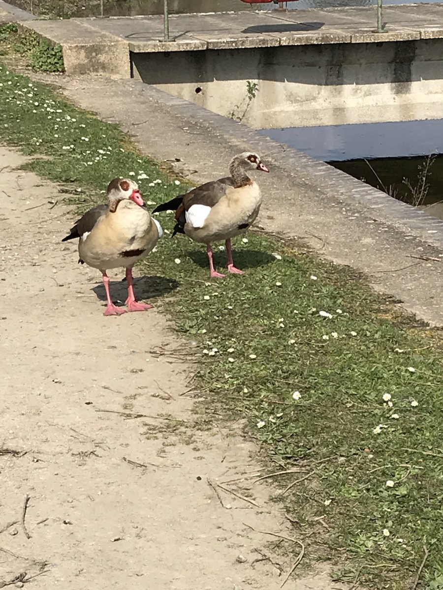 Egyptian Goose - ML147852501