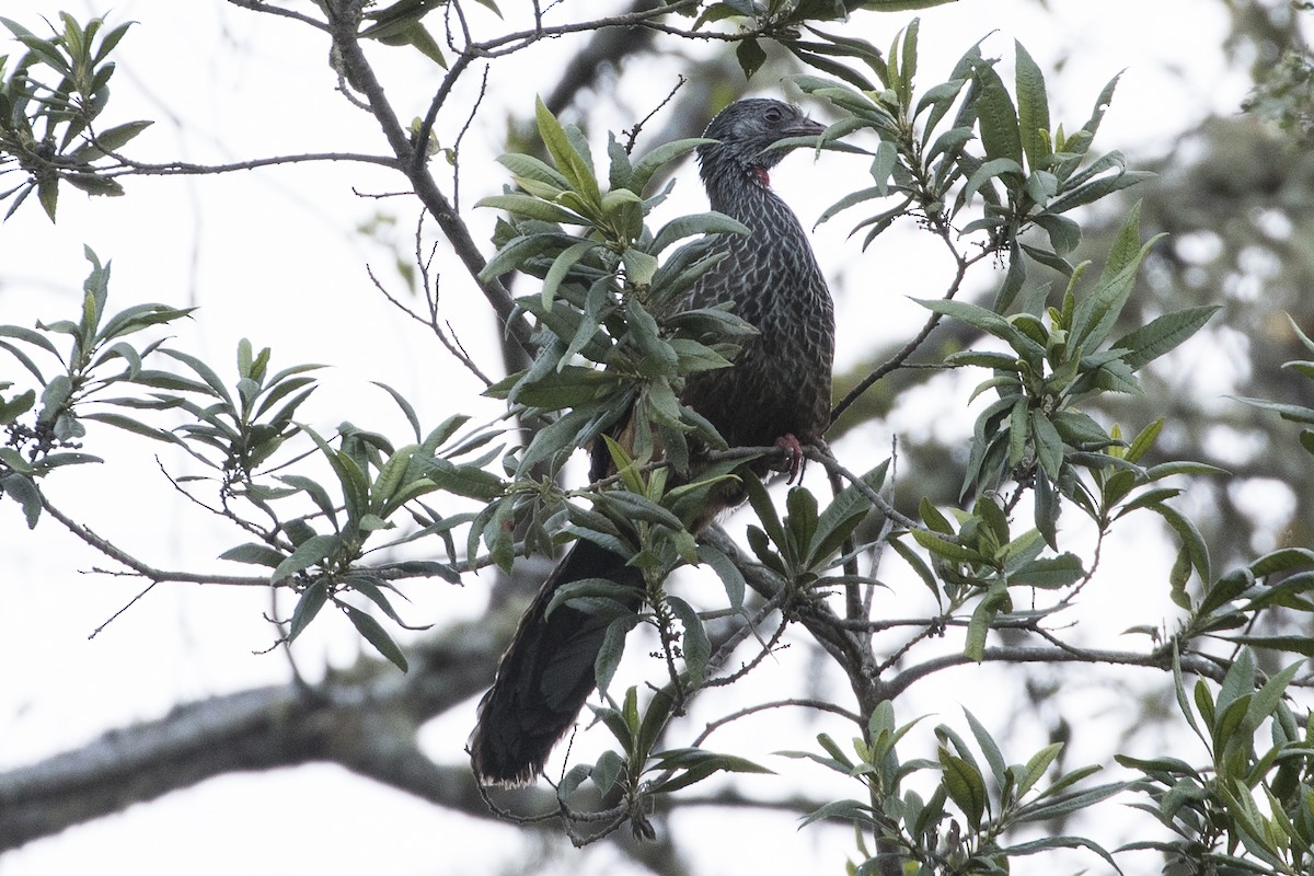 Andean Guan - ML147852521