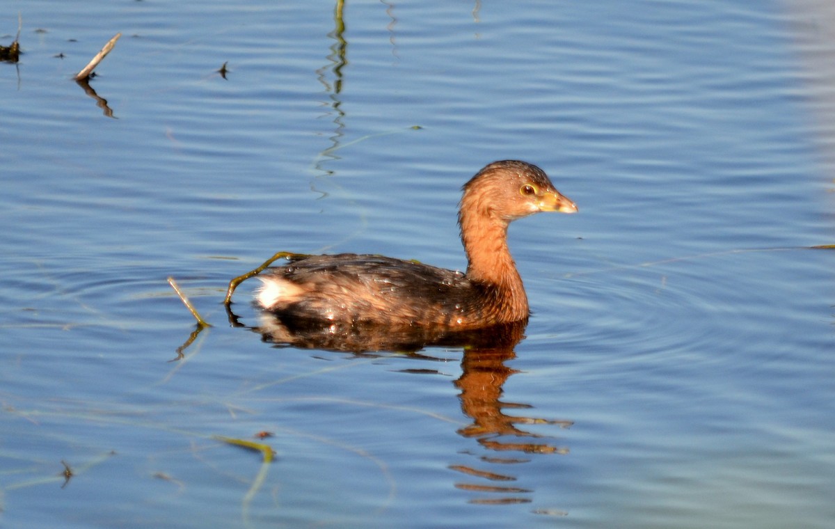 Pied-billed Grebe - Docia Hooey