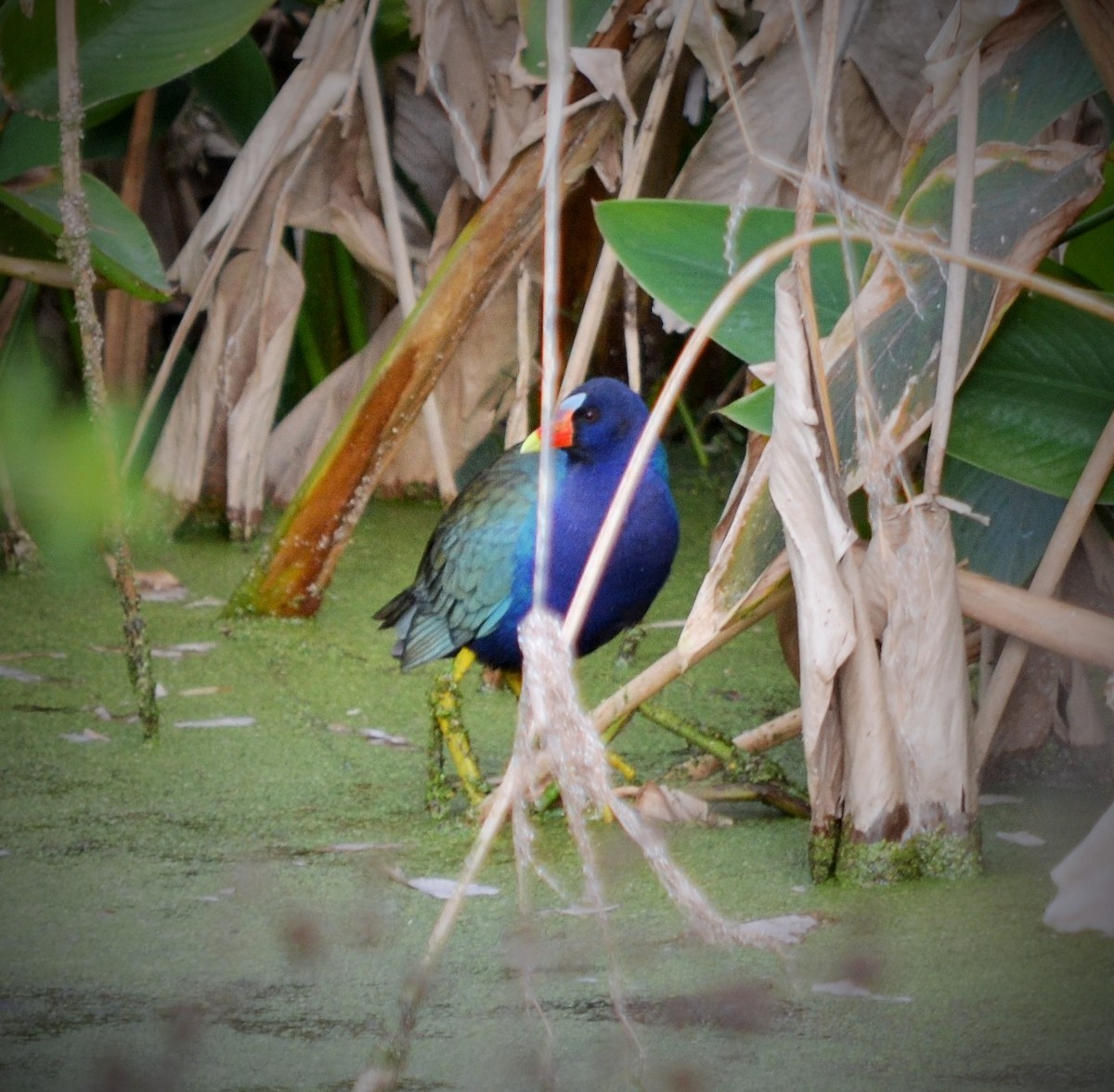 Purple Gallinule - ML147852991