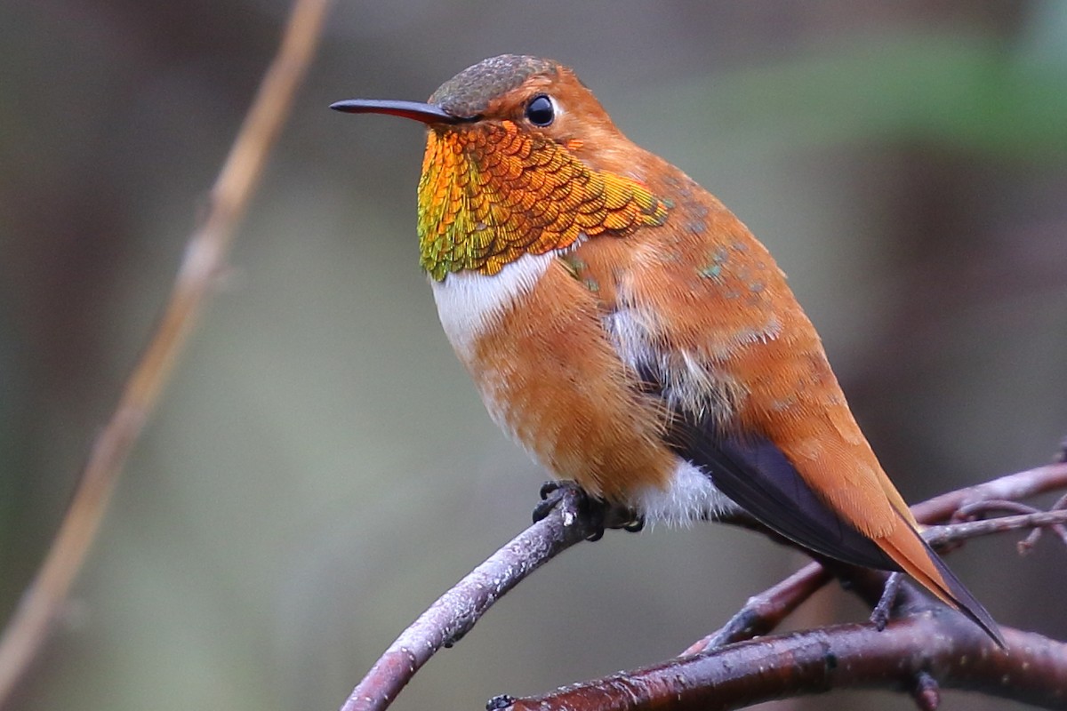 Rufous Hummingbird - ML147854711