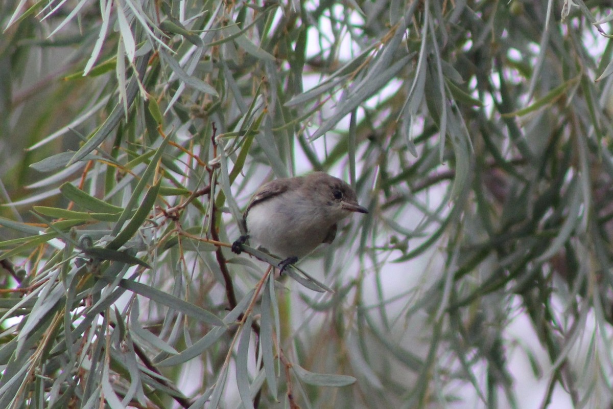 Western Gerygone - ML147855751