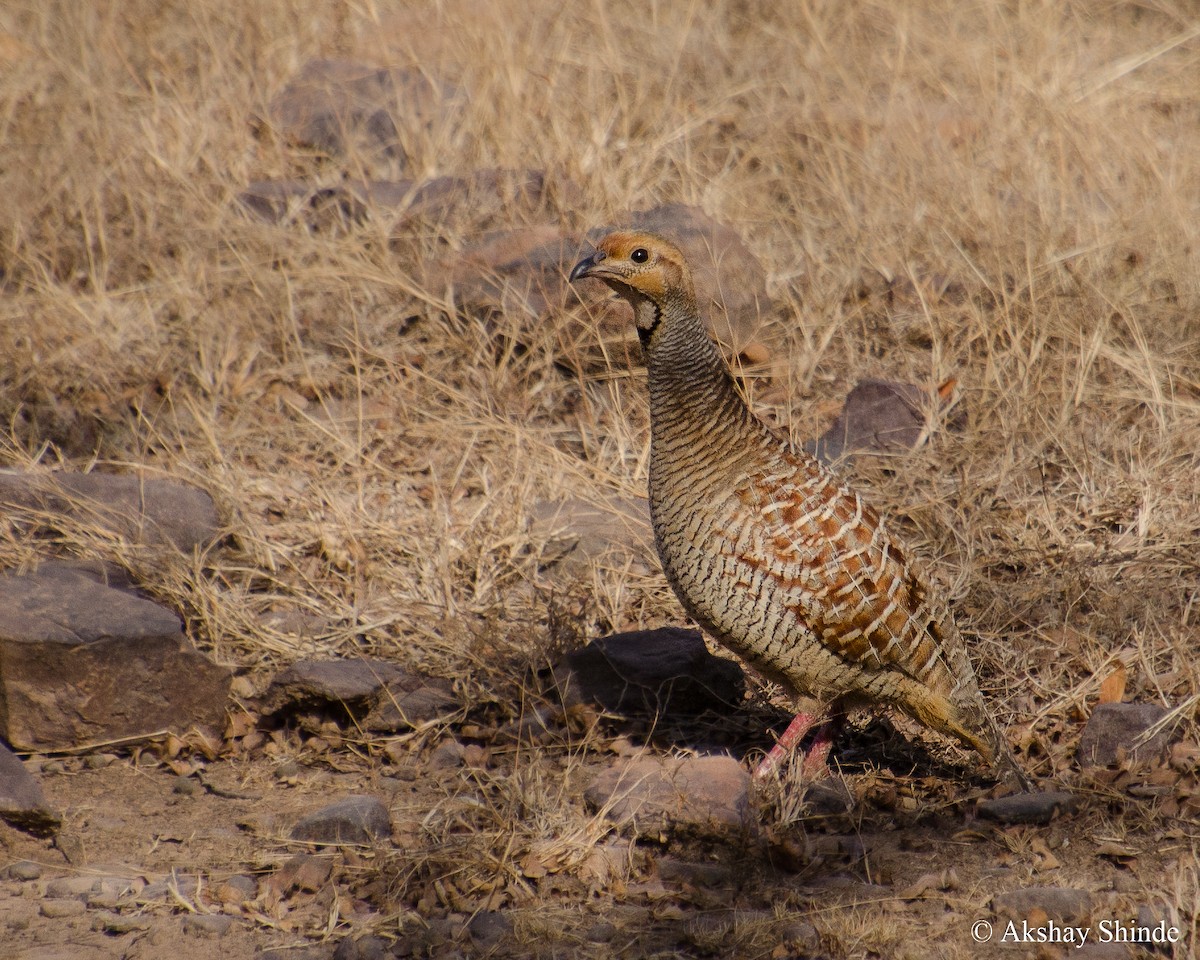 Francolin gris - ML147856051