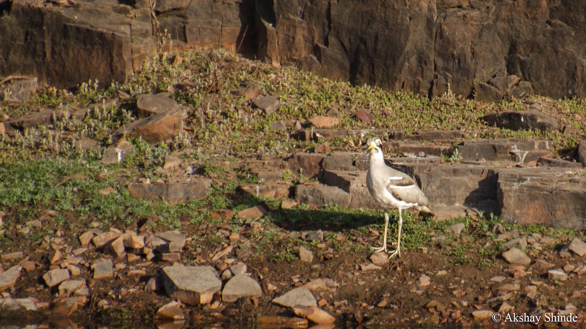 Great Thick-knee - ML147856171