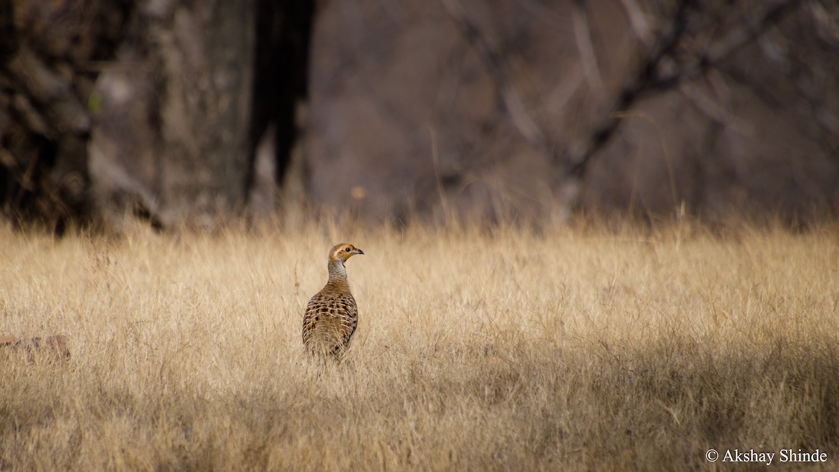 Gray Francolin - ML147856241