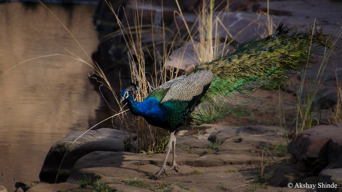 Indian Peafowl - ML147856281