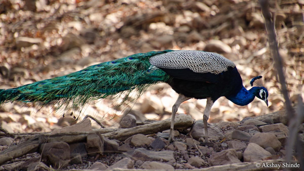 Indian Peafowl - ML147856331