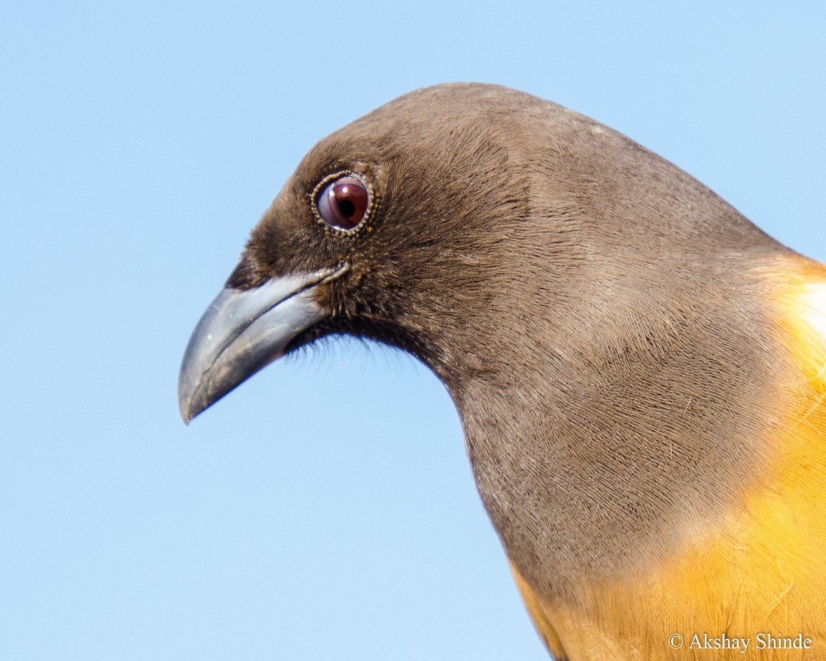 Rufous Treepie - ML147856451