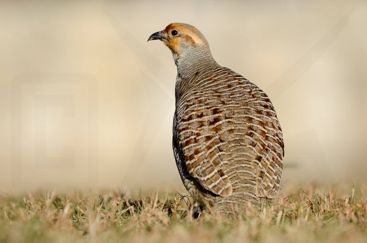 Gray Francolin - ML147856601