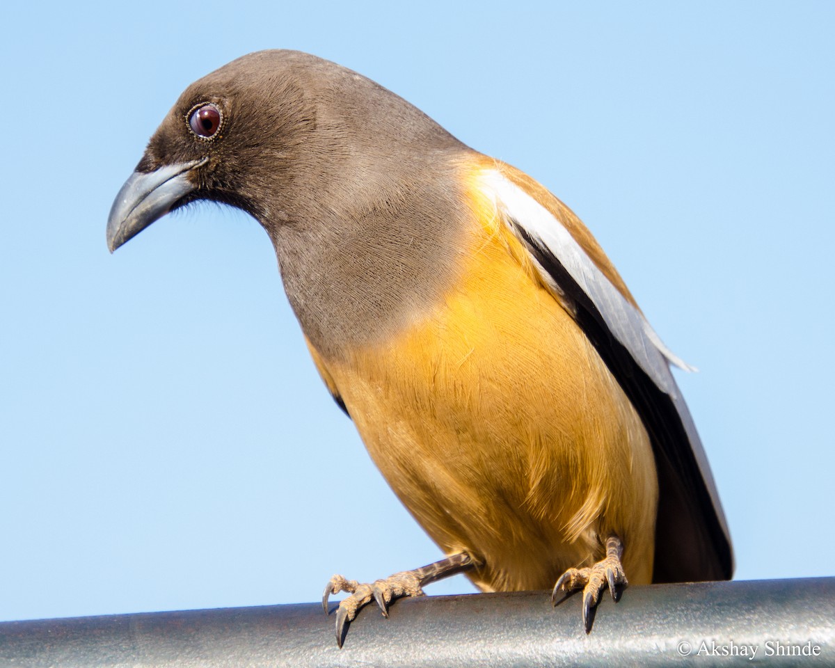 Rufous Treepie - Akshay Shinde