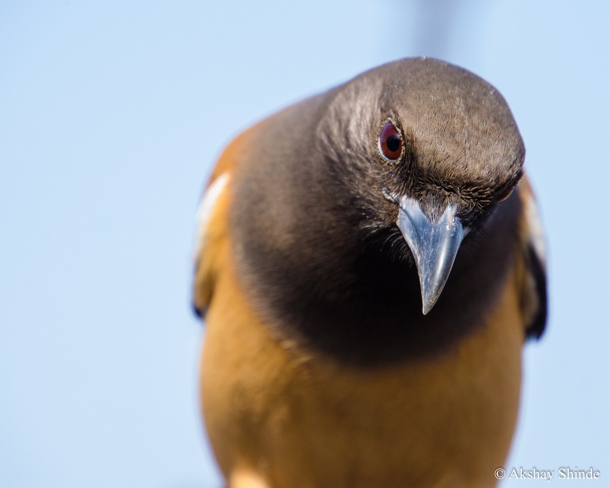 Rufous Treepie - ML147856911