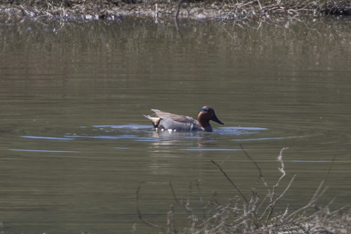 Green-winged Teal - ML147857441