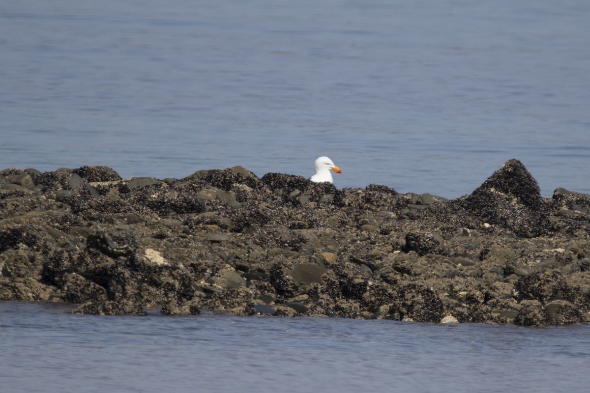 Pacific Gull - ML147857921