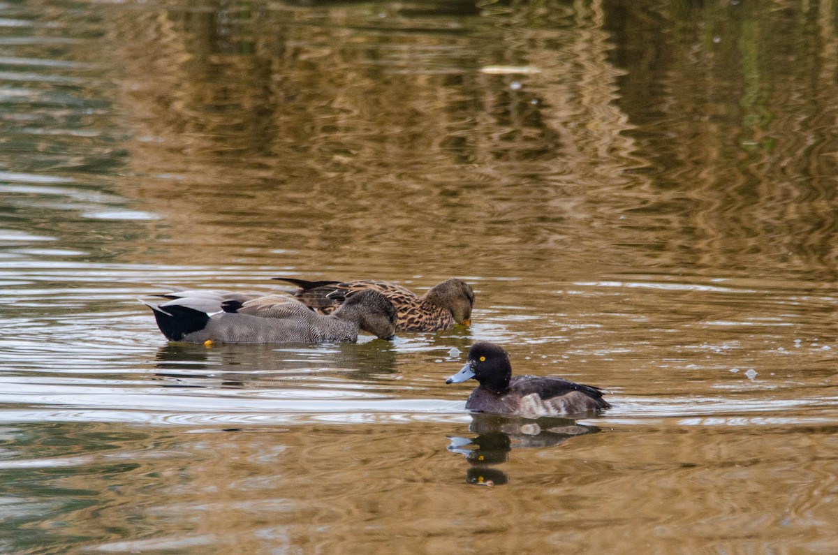 Tufted Duck - Antoon De Vylder