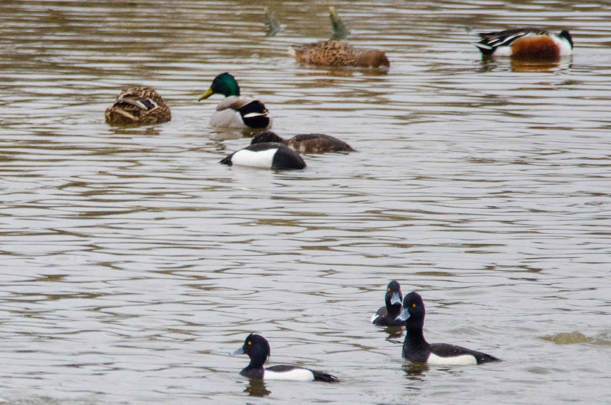 鳳頭潛鴨 - ML147858641