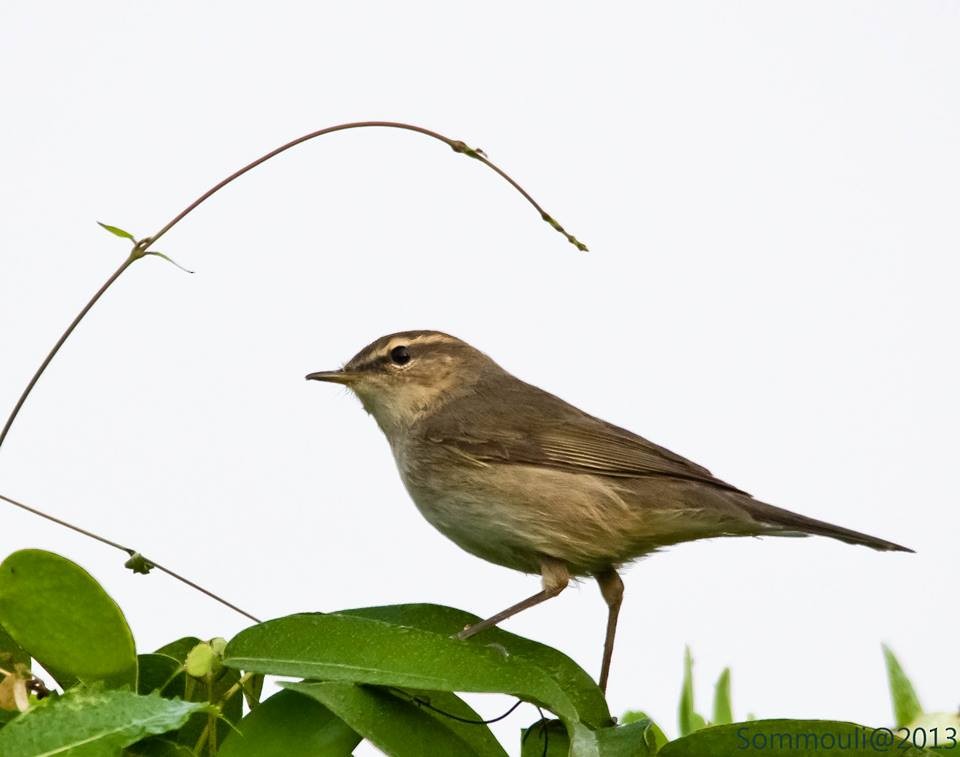 Dusky Warbler - ML147858741