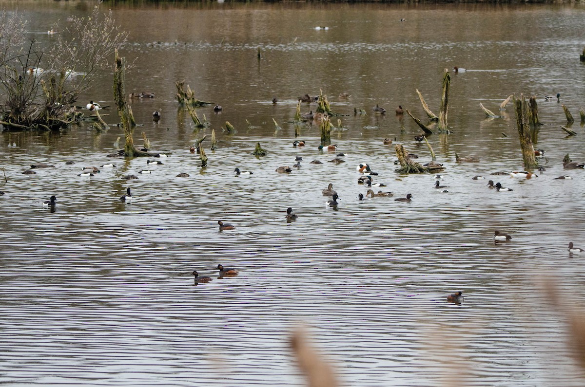 Tufted Duck - ML147858871