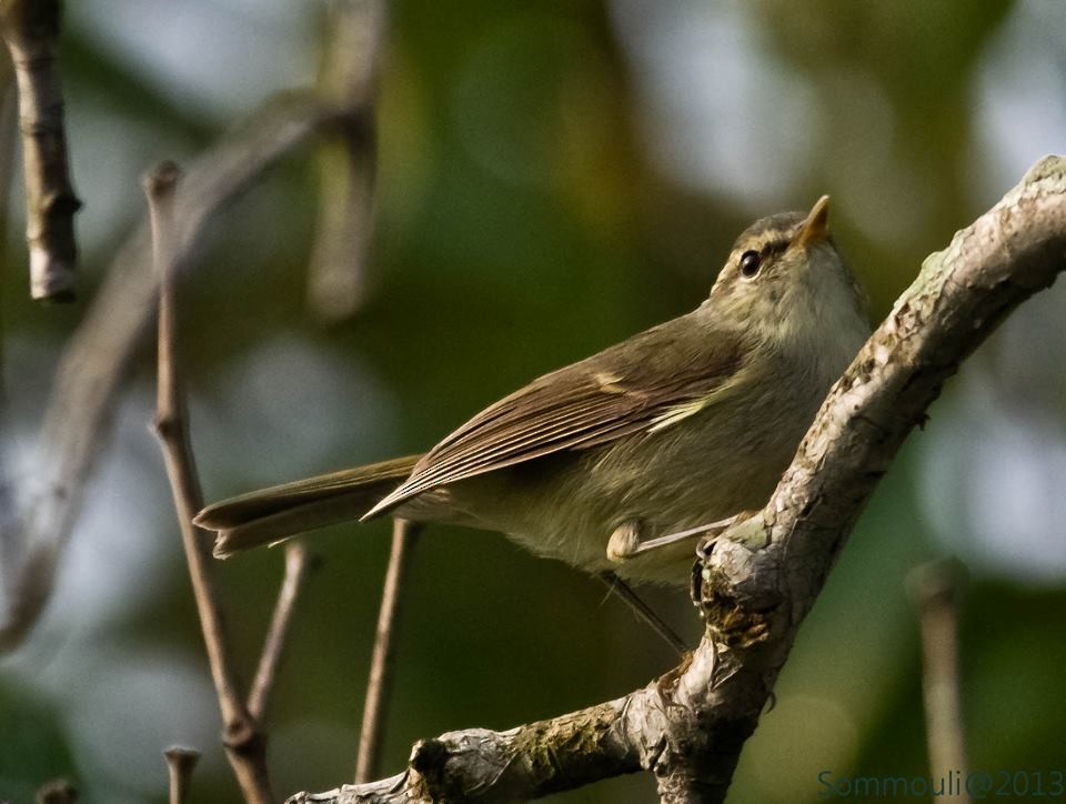 Greenish Warbler - ML147858891