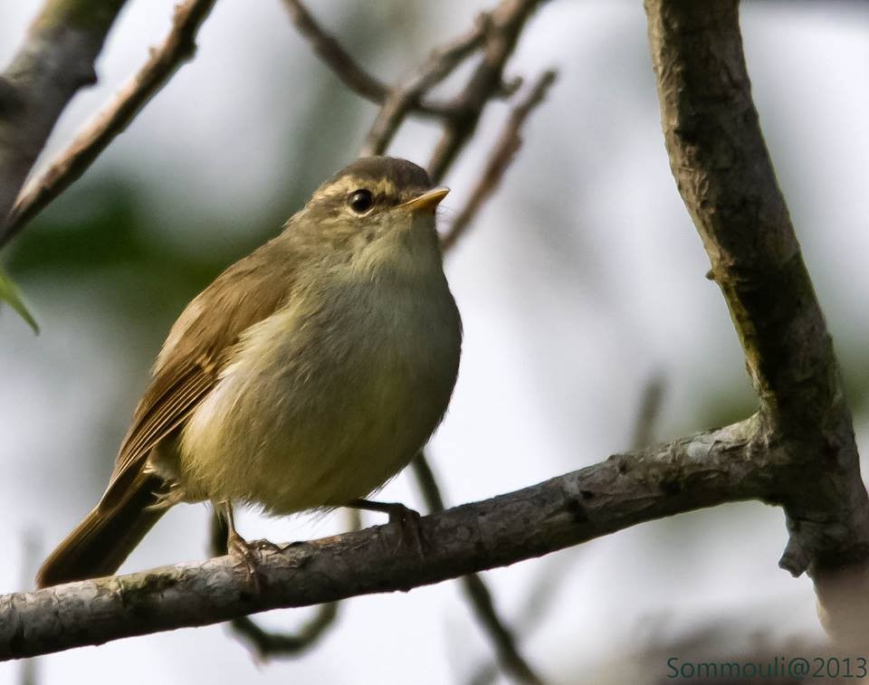 Greenish Warbler - ML147858961