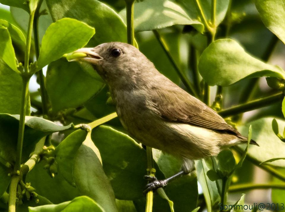 Pale-billed Flowerpecker - ML147858981