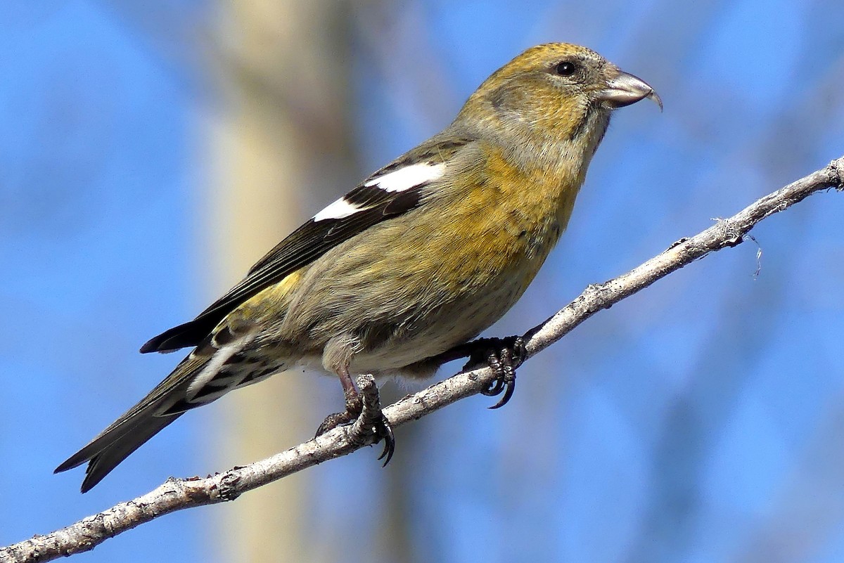 White-winged Crossbill - ML147859011