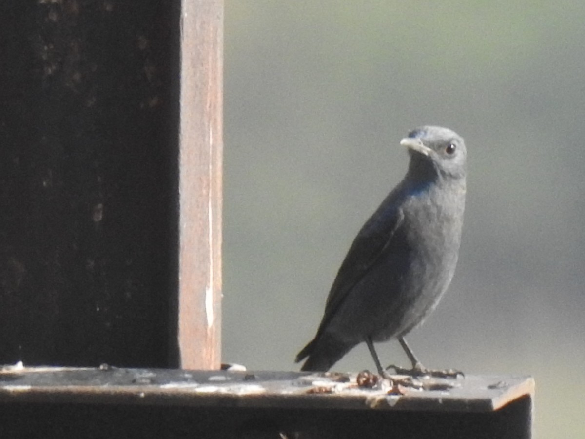 Blue Rock-Thrush - KARTHIKEYAN R