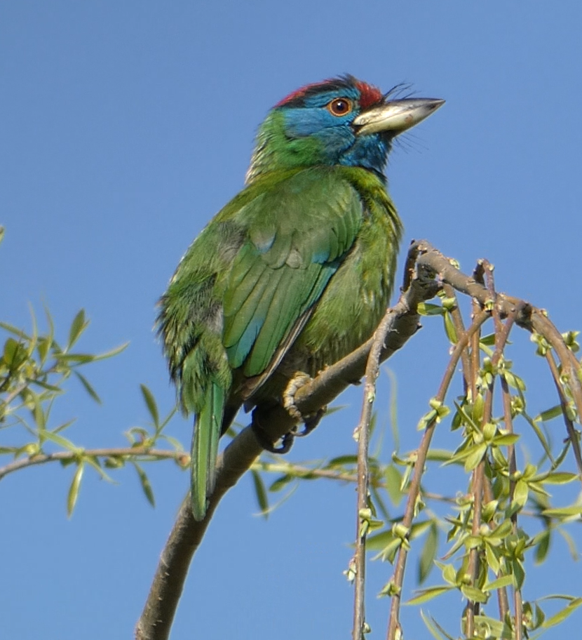 Mavi Boğazlı Barbet - ML147859971