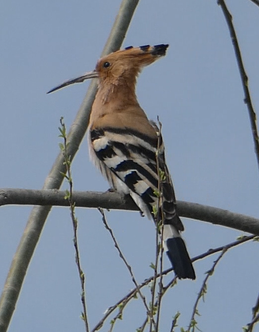 Eurasian Hoopoe - ML147860001