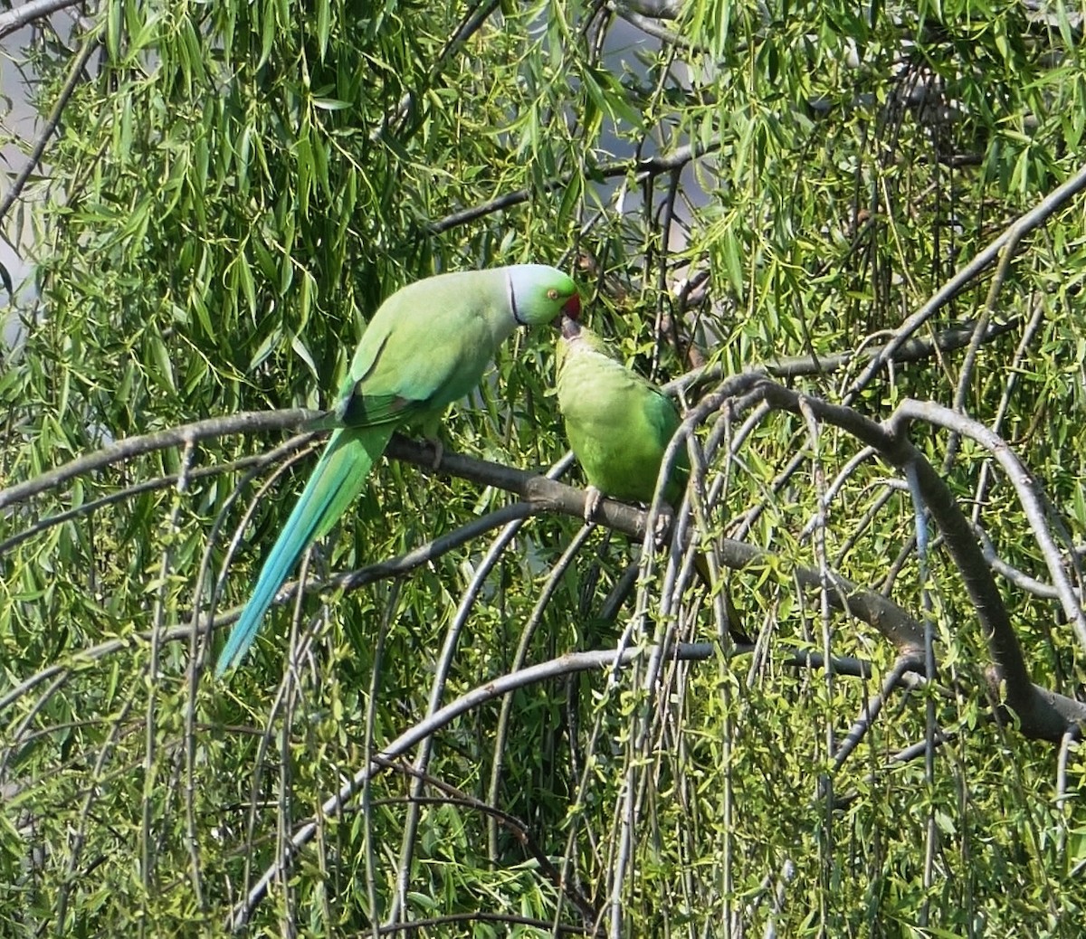 Rose-ringed Parakeet - Arend van Riessen