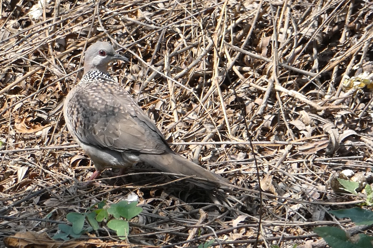 珠頸斑鳩 - ML147860151