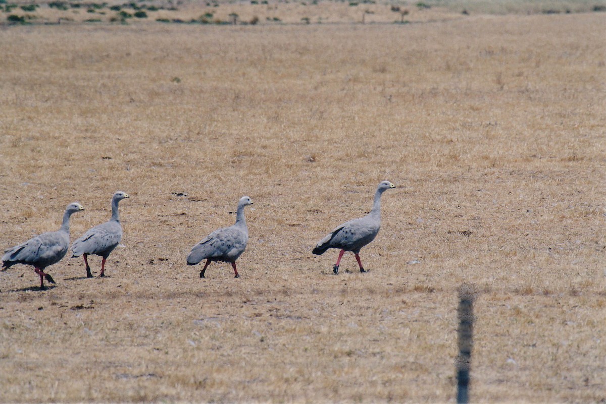 Cape Barren Goose - ML147860691