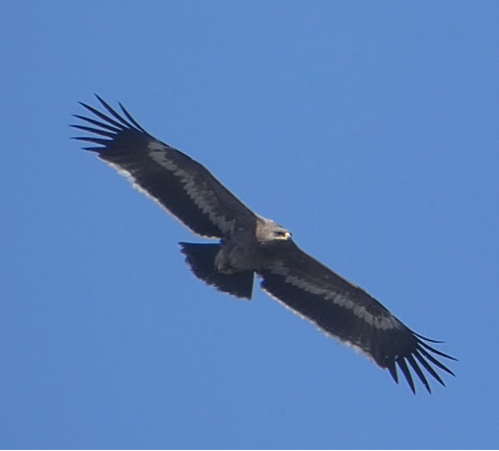 Steppe Eagle - ML147860781