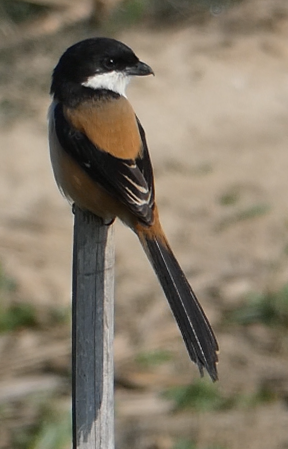 Long-tailed Shrike - ML147861101