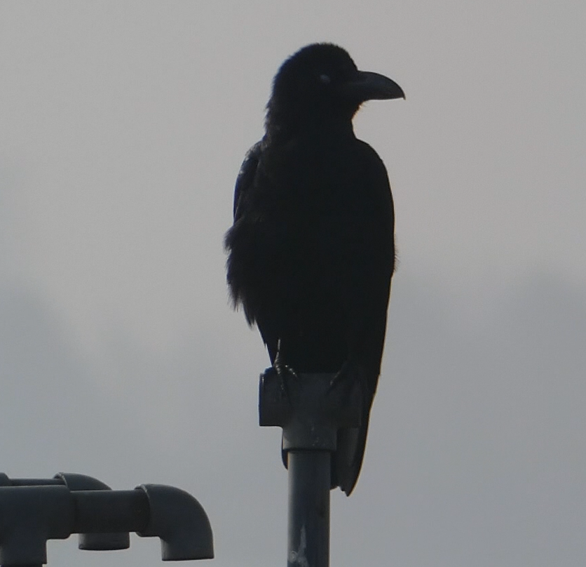 Corbeau à gros bec - ML147861291