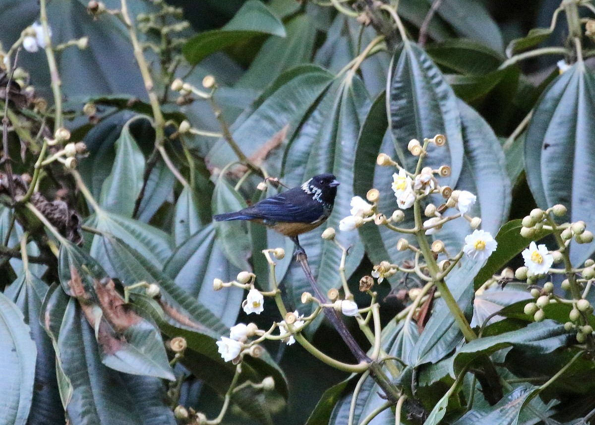 Spangle-cheeked Tanager - ML147861331