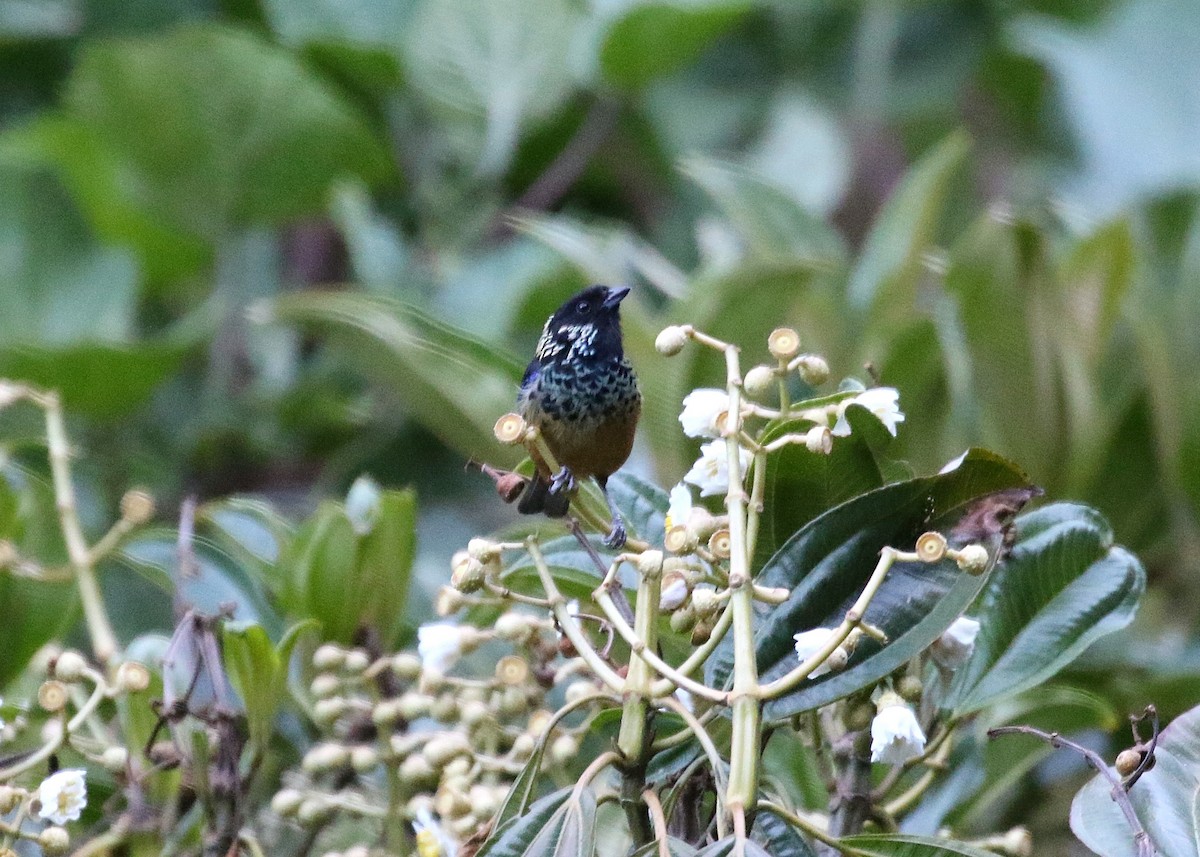 Spangle-cheeked Tanager - ML147861341