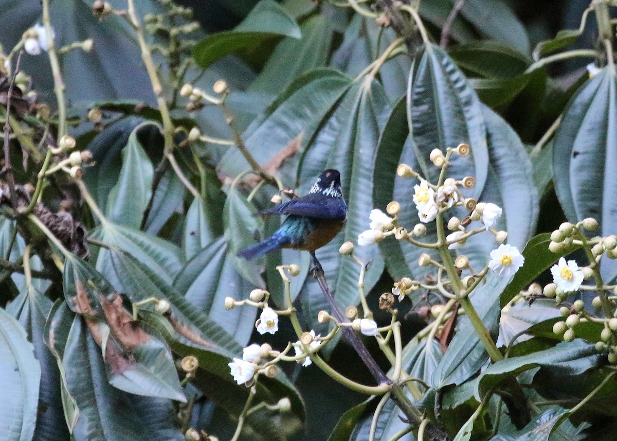 Spangle-cheeked Tanager - ML147861351