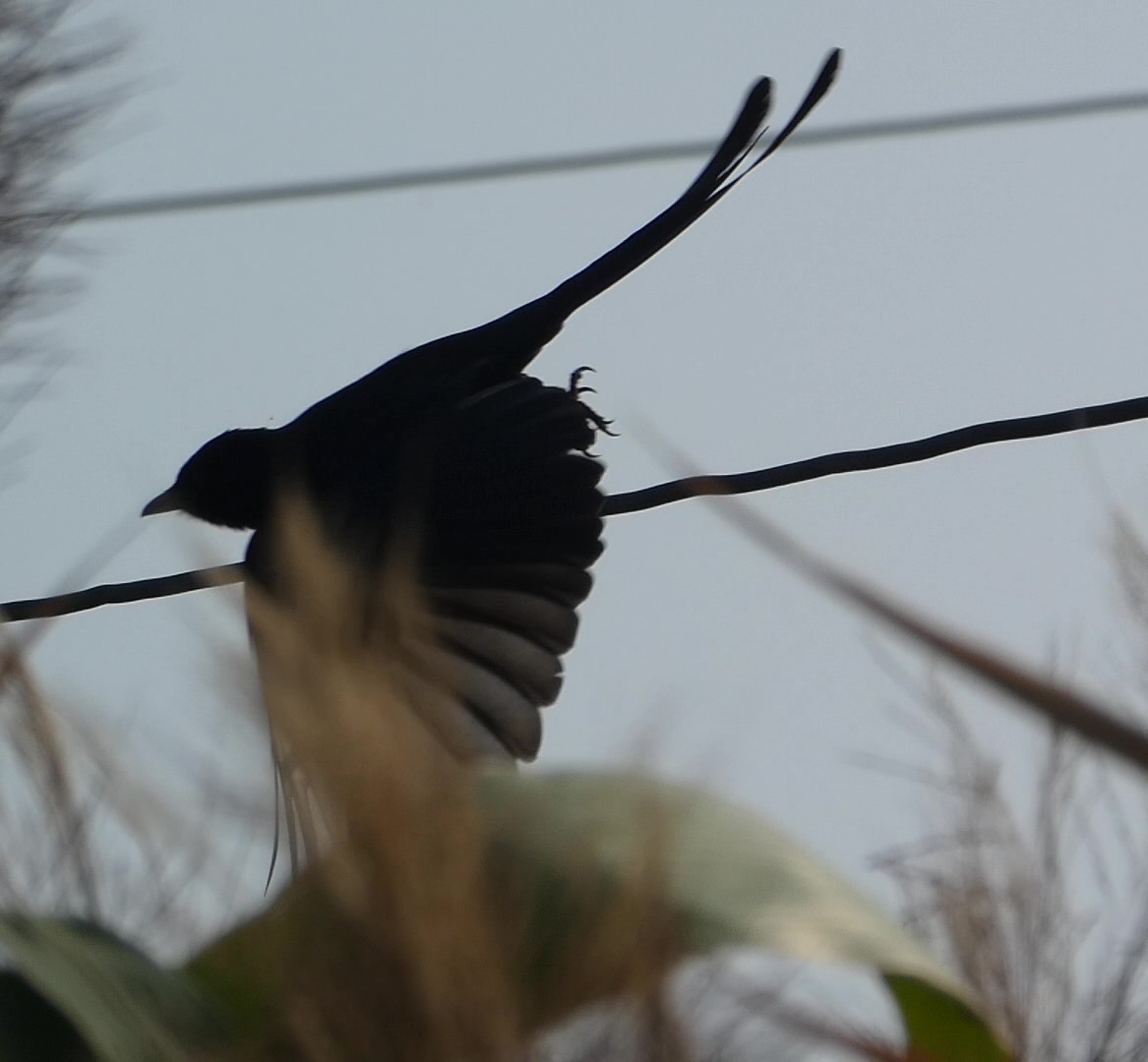 Black Drongo - Arend van Riessen