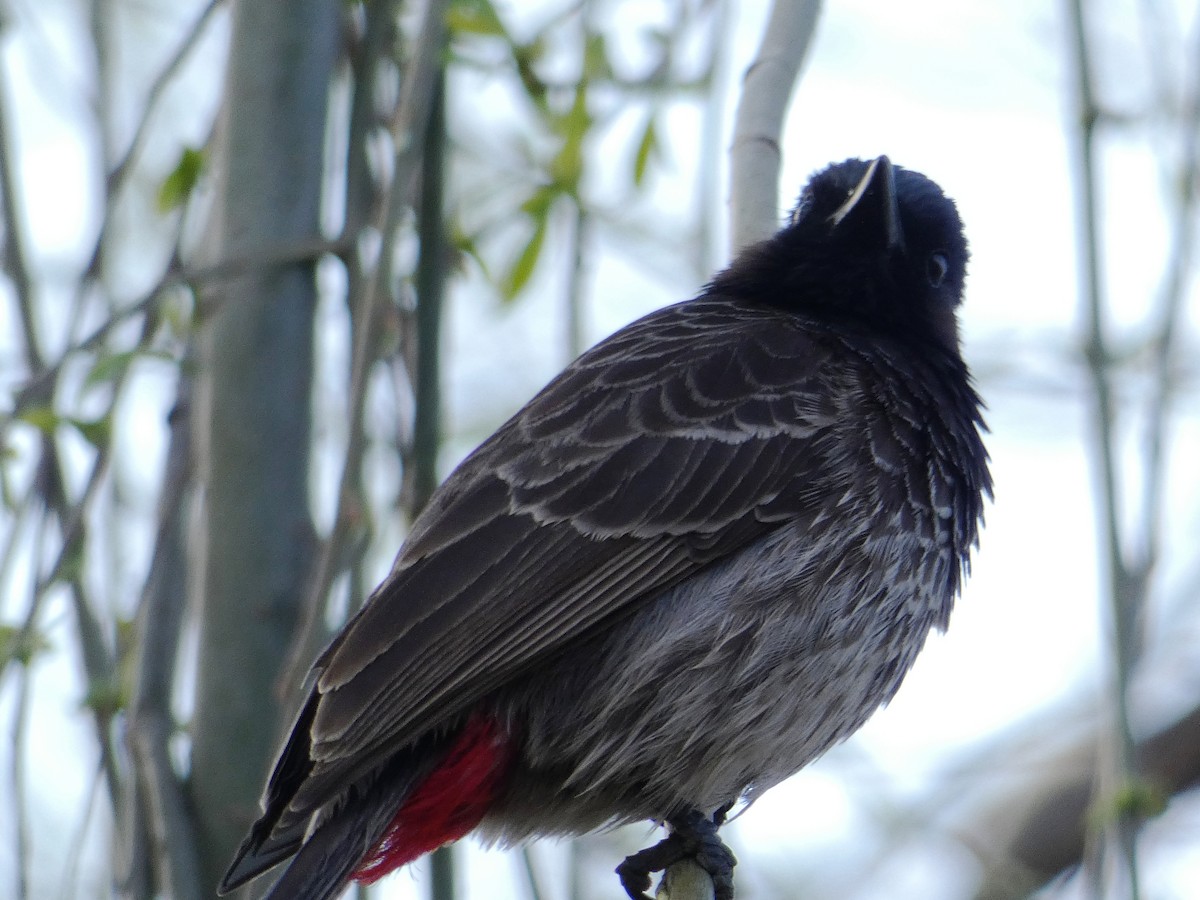 Bulbul à ventre rouge - ML147861481