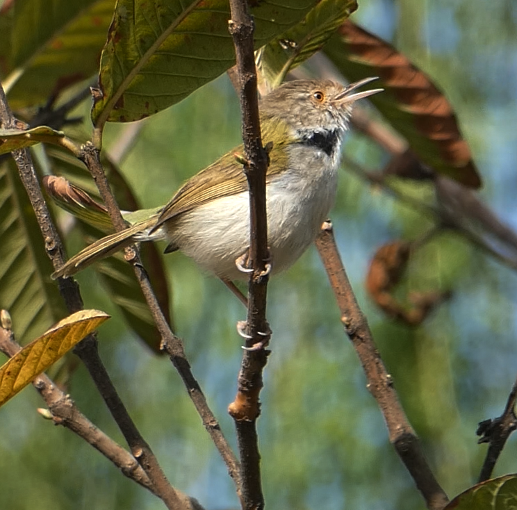 Common Tailorbird - ML147861491