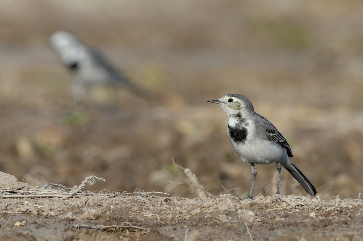 White Wagtail - ML147861641